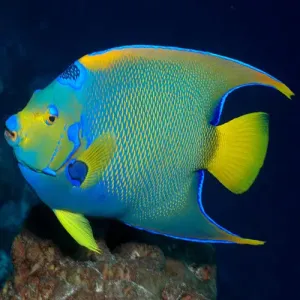 Blue Queen Angel : A (Holacanthus isabelita)